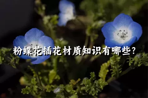 粉蝶花插花材质知识有哪些？