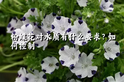 粉蝶花对水质有什么要求？如何控制