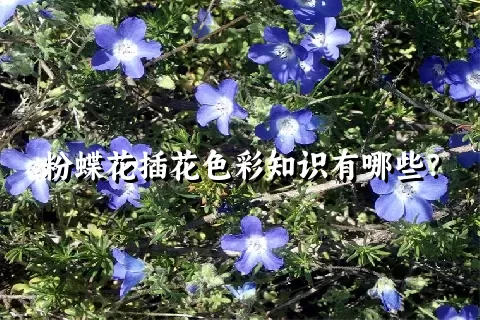 粉蝶花插花色彩知识有哪些？