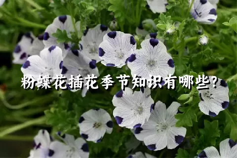 粉蝶花插花季节知识有哪些？