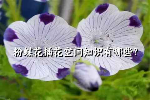 粉蝶花插花空间知识有哪些？