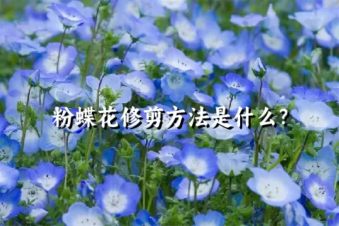 粉蝶花修剪方法是什么？