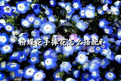 粉蝶花手捧花怎么搭配？