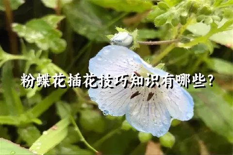 粉蝶花插花技巧知识有哪些？