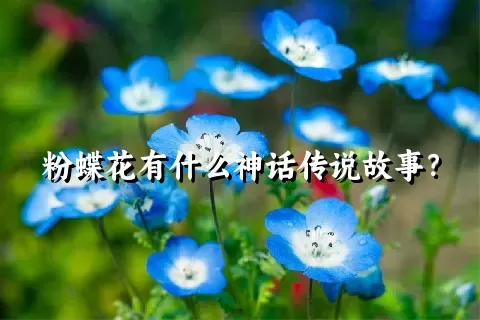 粉蝶花有什么神话传说故事？