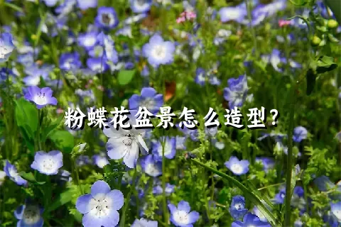 粉蝶花盆景怎么造型？