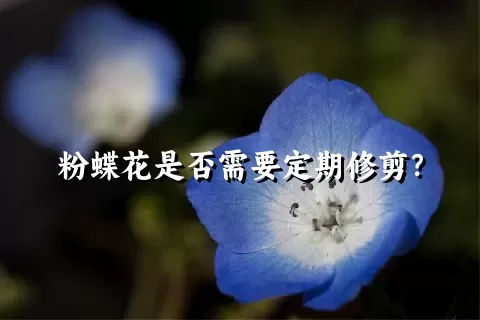 粉蝶花是否需要定期修剪？