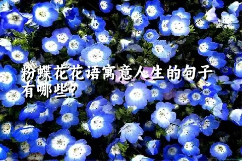 粉蝶花花语寓意人生的句子有哪些？