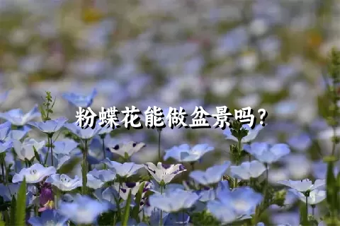 粉蝶花能做盆景吗？