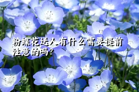 粉蝶花送人有什么需要提前注意的吗？