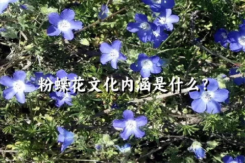 粉蝶花文化内涵是什么？