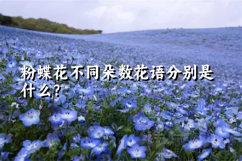 粉蝶花不同朵数花语分别是什么？