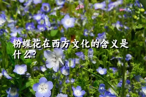 粉蝶花在西方文化的含义是什么？