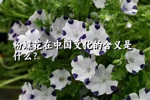 粉蝶花在中国文化的含义是什么？