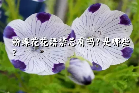 粉蝶花花语禁忌有吗？是哪些？