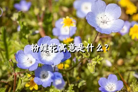 粉蝶花寓意是什么？