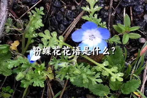 粉蝶花花语是什么？