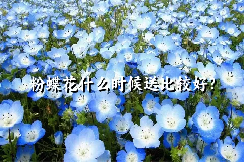 粉蝶花什么时候送比较好？