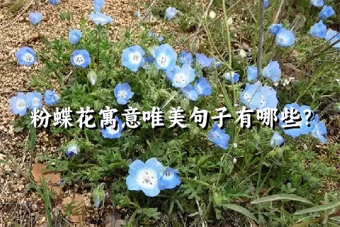 粉蝶花寓意唯美句子有哪些？