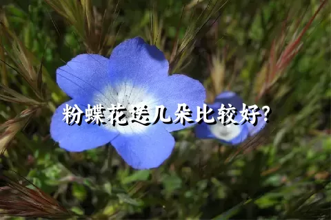 粉蝶花送几朵比较好？