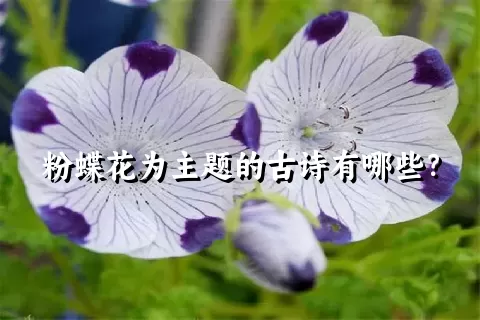 粉蝶花为主题的古诗有哪些？