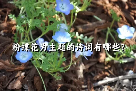 粉蝶花为主题的诗词有哪些？