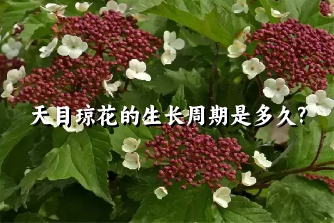 天目琼花的生长周期是多久?