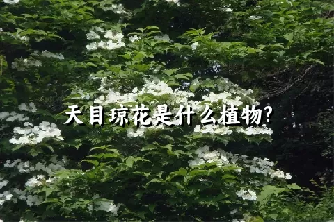 天目琼花是什么植物?