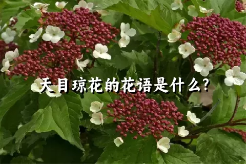 天目琼花的花语是什么?