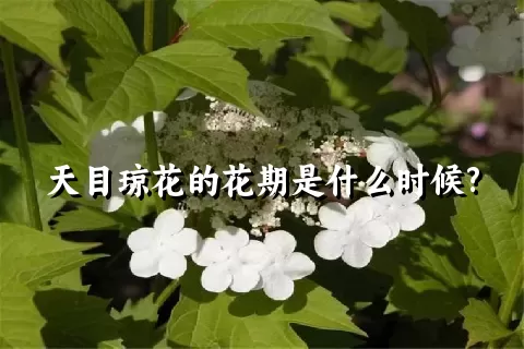 天目琼花的花期是什么时候?