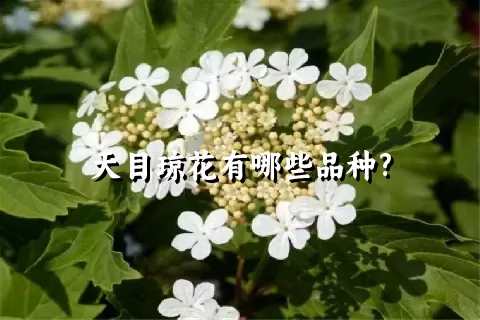 天目琼花有哪些品种?