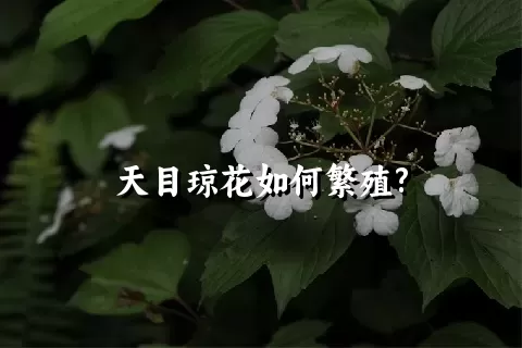 天目琼花如何繁殖?