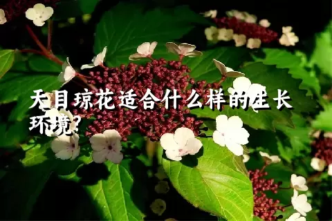 天目琼花适合什么样的生长环境?