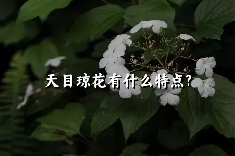 天目琼花有什么特点?