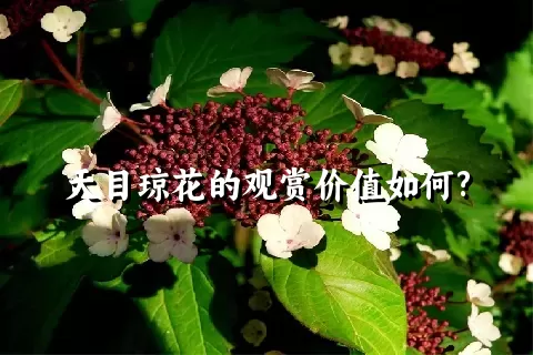 天目琼花的观赏价值如何?