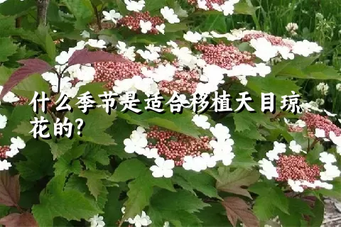 什么季节是适合移植天目琼花的?