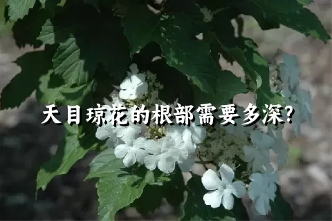 天目琼花的根部需要多深?