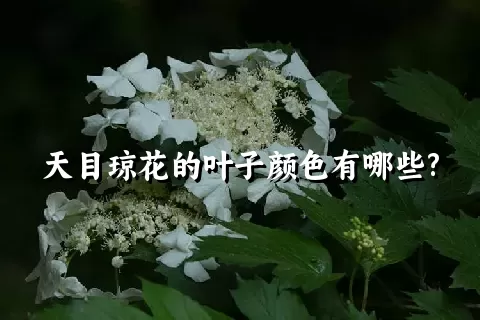 天目琼花的叶子颜色有哪些?