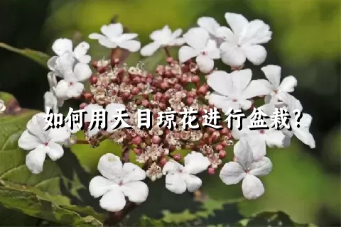 如何用天目琼花进行盆栽?