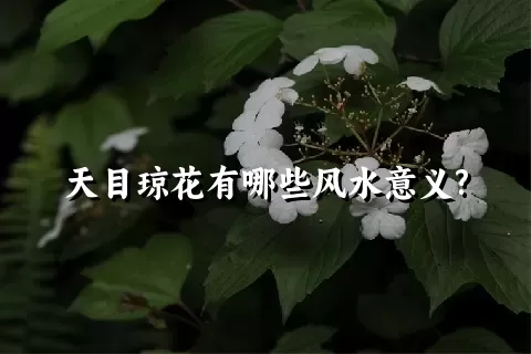 天目琼花有哪些风水意义?