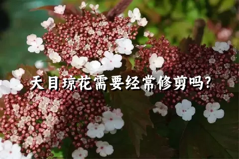 天目琼花需要经常修剪吗?