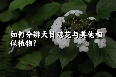 如何分辨天目琼花与其他相似植物?