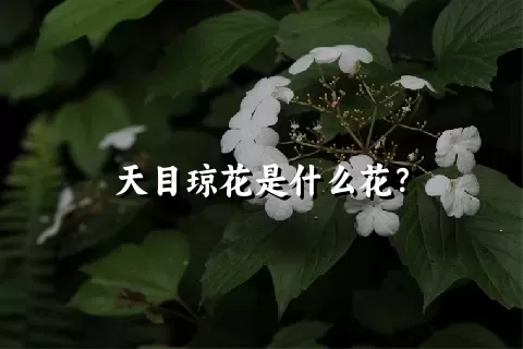 天目琼花是什么花？