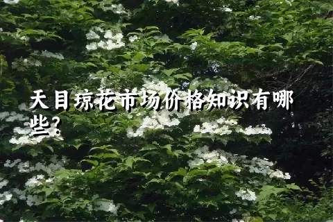 天目琼花市场价格知识有哪些？