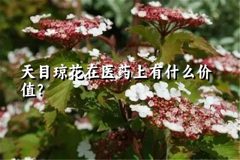 天目琼花在医药上有什么价值？