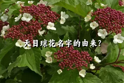 天目琼花名字的由来？