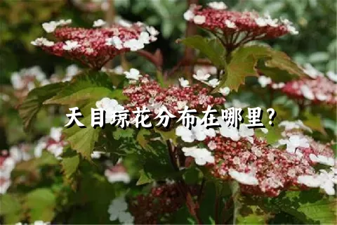 天目琼花分布在哪里?