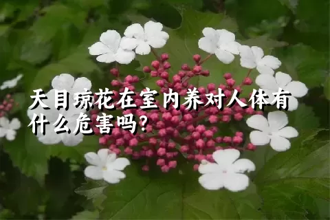 天目琼花在室内养对人体有什么危害吗？