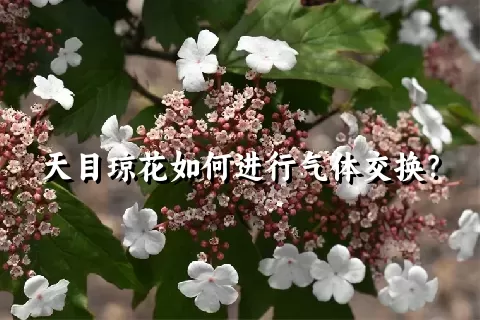 天目琼花如何进行气体交换？