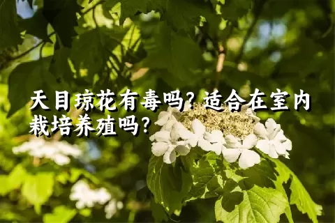 天目琼花有毒吗？适合在室内栽培养殖吗？